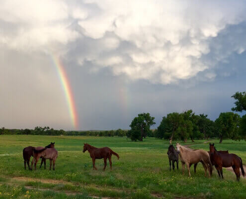 Hvad er Guds løfter? Og hvordan står jeg fast på dem?